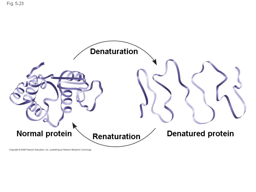 Fig. 5-23 Normal protein Denatured protein Denaturation Renaturation